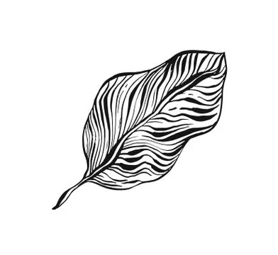 Hand drawn vector abstract freehand textured tropical print icon with organic イラスト素材