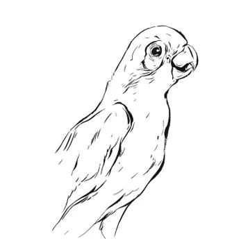 Hand drawn vector abstract graphic ink realistic tropical parrot sketch isolated Stock Illustration