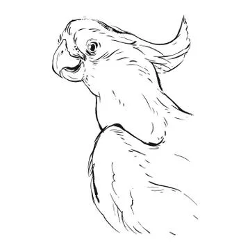 Hand drawn vector abstract graphic ink realistic tropical parrot illustration イラスト素材