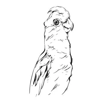 Hand drawn vector abstract graphic ink realistic tropical parrot illustration イラスト素材