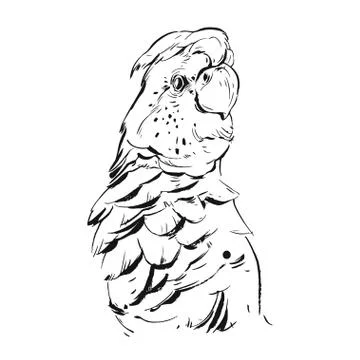 Hand drawn vector abstract graphic ink realistic tropical parrot illustration イラスト素材
