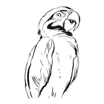 Hand drawn vector abstract graphic ink realistic tropical parrot illustration 스톡 일러스트