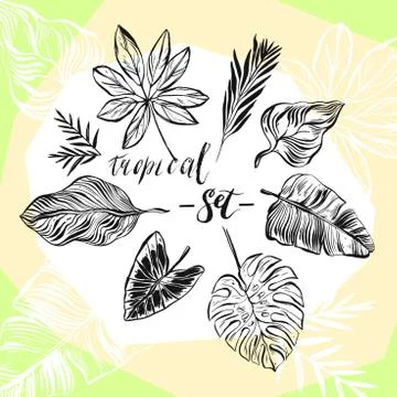 Hand drawn vector abstract graphic summer collection set with tropical exotic Stockillustratie