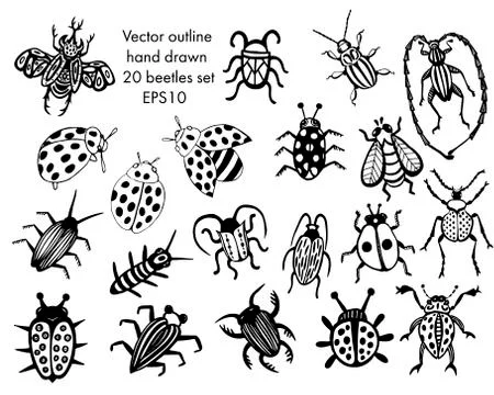 Hand drawn vector beetles. Black and white insects for design, icons, logo or Stock Illustration