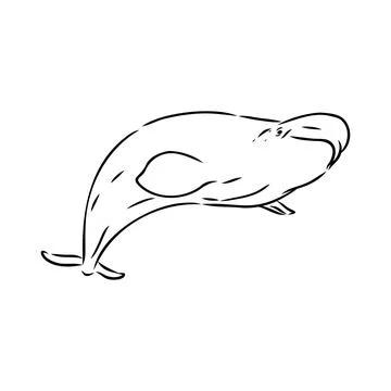Hand drawn vector beluga whale. Sketch engraving illustration of whale. belug Stock Illustration