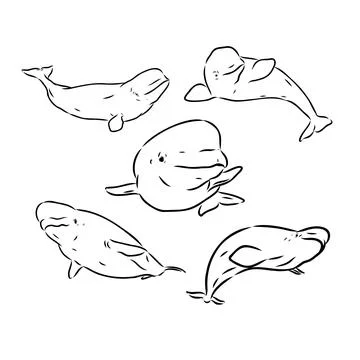 Hand drawn vector beluga whale. Sketch engraving illustration of whale. belug Stock Illustration