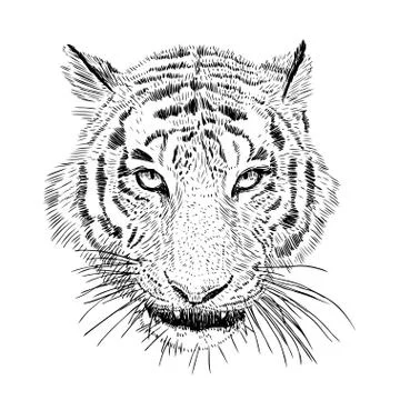 Hand drawn vector black and white artistic portrait of tiger head Stock Illustration
