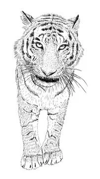 Hand drawn vector black and white tiger Illustrazione stock