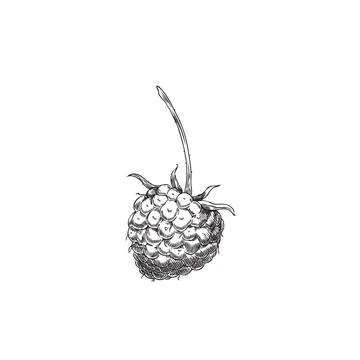 Hand drawn vector black and white sketch of raspberry on isolated background. Stock Illustration