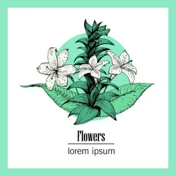Hand drawn vector botany illustration. Vintage background Stock-Illustration