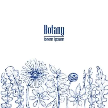 Hand drawn vector botany illustration. Vintage background Stock Illustration
