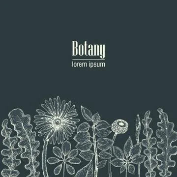 Hand drawn vector botany illustration. Vintage background Stock Illustration