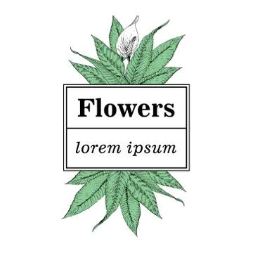 Hand drawn vector botany illustration. Logo template with calla lilies Stock Illustration