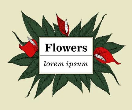 Hand drawn vector botany illustration. Logo template with calla lilies Stock Illustration