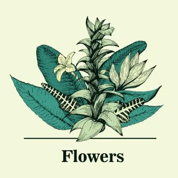 Hand drawn vector botany illustration. Vintage logo template Stock Illustration