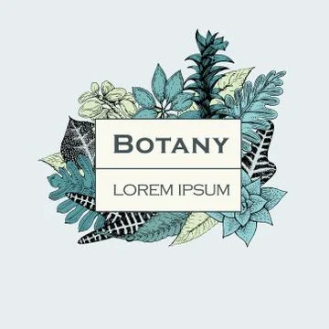 Hand drawn vector botany illustration. Vintage background Stock Illustration
