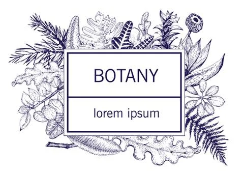 Hand drawn vector botany illustration. Vintage background Stock Illustration
