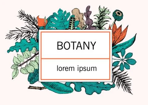 Hand drawn vector botany illustration. Vintage background Stock Illustration