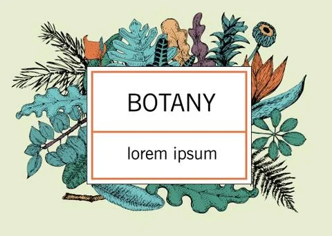 Hand drawn vector botany illustration. Vintage background Stock Illustration