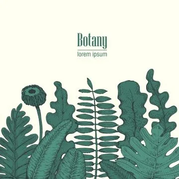 Hand drawn vector botany illustration. Vintage background Stock Illustration