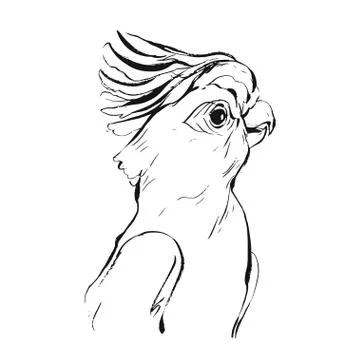 Hand drawn vector brush drawing graphic ink realistic tropical parrot sketch イラスト素材
