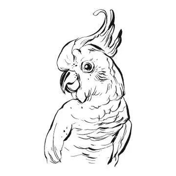 Hand drawn vector brush drawing graphic ink realistic tropical parrot Stockillustratie