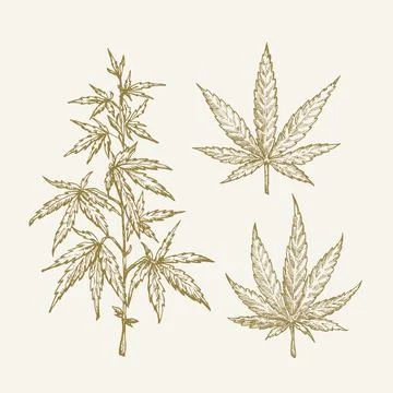 Hand Drawn Vector Cannabis Hemp Branch with Leaves Sketch Sillhouettes Set Stock Illustration