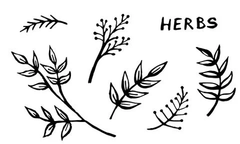 Hand drawn vector collection of herbs Stock Illustration