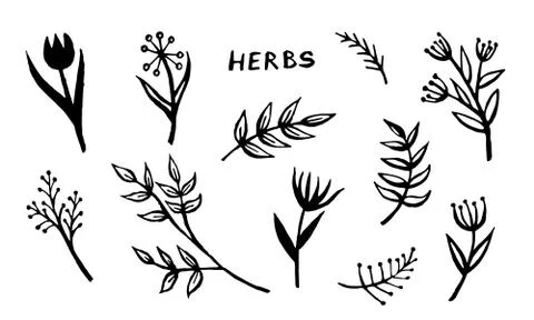 Hand drawn vector collection of herbs Stock Illustration