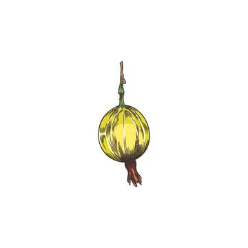 A hand-drawn vector element of a yellow ripe gooseberry on a white background Stock Illustration