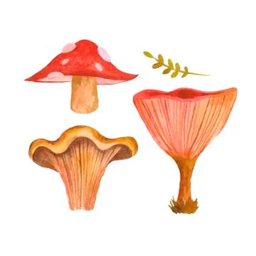Hand drawn vector EPS 10 mushrooms. Stock Illustration