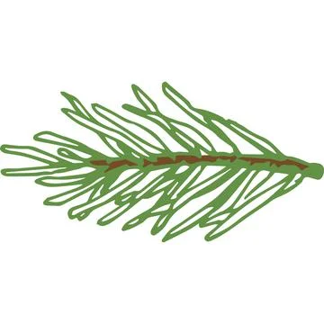 Hand Drawn Vector Evergreen Spruce or Pine Tree Branch Colorful Fir-needle Twig Illustrazione stock