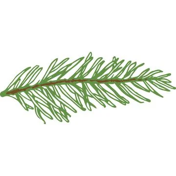 Hand Drawn Vector Evergreen Spruce or Pine Tree Branch Colorful Fir-needle Twig Illustrazione stock