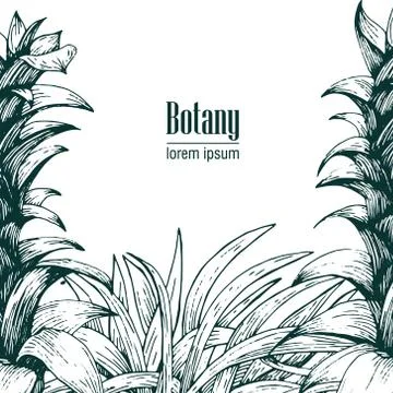 Hand drawn vector exotic botany illustration. Vintage background Stock Illustration