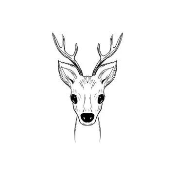 Hand-drawn vector of a fawn s head isolated on a white background. Black and Stock Illustration