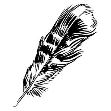 Hand-drawn vector feather, ink handpicked Stock Illustration