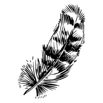 Hand-drawn vector feather, ink handpicked Stock Illustration