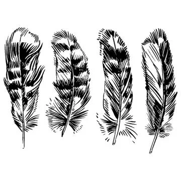 Hand-drawn vector feather, ink handpicked Stock Illustration