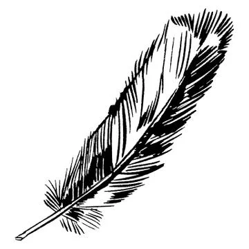 Hand-drawn vector feather, ink handpicked Stock Illustration
