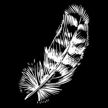 Hand-drawn vector feather, ink handpicked 스톡 일러스트