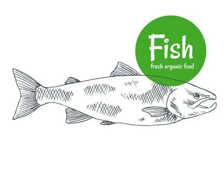 Hand drawn vector fish. Fish and seafood products store poster. Sea food fishery Stock Illustration