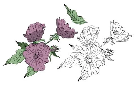 Hand drawn vector floral elements Stock Illustration