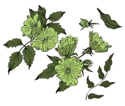 Hand drawn vector floral elements Stock Illustration