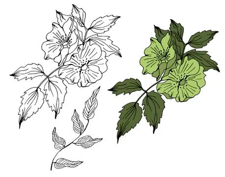 Hand drawn vector floral elements Stock Illustration