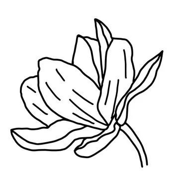 Hand drawn vector flower drawing. Decorative elements for design. Isolated on a Stock Illustration