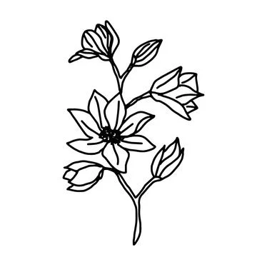 Hand drawn vector flower drawing. Decorative elements for design. Isolated on a Stock Illustration