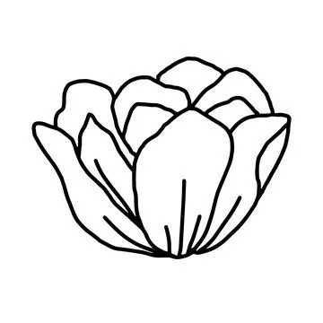 Hand drawn vector flower drawing. Decorative elements for design. Isolated on a Stock Illustration