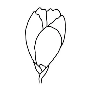 Hand drawn vector flower drawing. Decorative elements for design. Isolated on a Stockillustratie