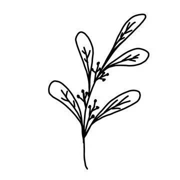 Hand drawn vector flower drawing. Decorative elements for design. Isolated on a Stock Illustration