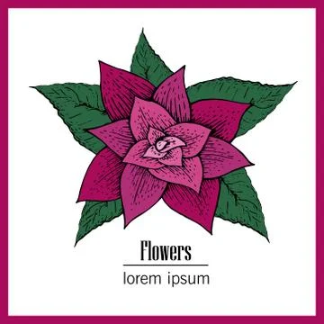 Hand drawn vector flower illustration Stock Illustration